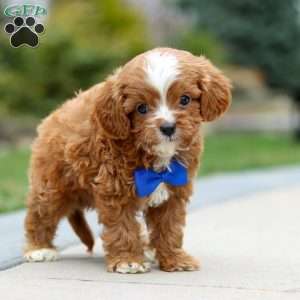 Archie, Cavapoo Puppy